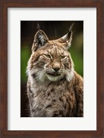 Lynx in the Rain Fine Art Print