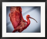 Red Bird Fine Art Print