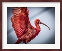 Red Bird Fine Art Print