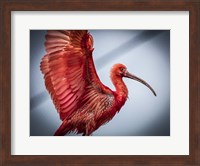 Red Bird Fine Art Print