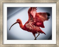 Red Bird II Fine Art Print