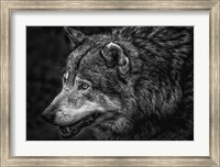 Lone Wolf - Black & White Fine Art Print