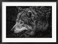 Lone Wolf - Black & White Fine Art Print