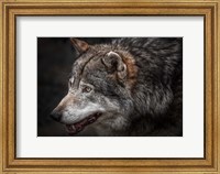 Lone Wolf Fine Art Print