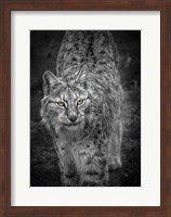 Young Lynx Looking Up - Black & White Fine Art Print