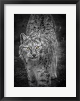 Young Lynx Looking Up - Black & White Fine Art Print