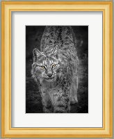 Young Lynx Looking Up - Black & White Fine Art Print