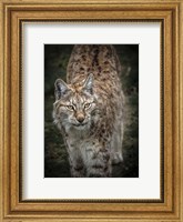 Young Lynx Looking Up Fine Art Print