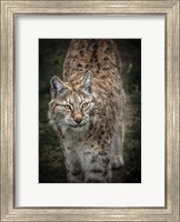 Young Lynx Looking Up Fine Art Print