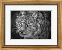 Lynx Eyes Fine Art Print