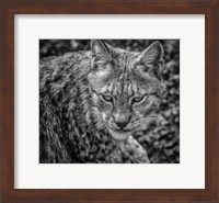 The Lynx II - Black & White Fine Art Print