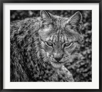 The Lynx II - Black & White Fine Art Print