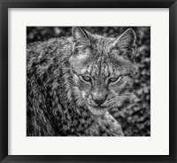 The Lynx II - Black & White Fine Art Print