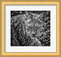 The Lynx II - Black & White Fine Art Print