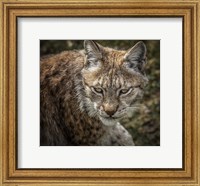 The Lynx II Fine Art Print