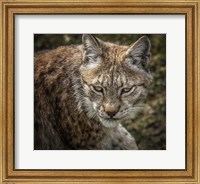 The Lynx II Fine Art Print