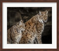 Double Lynx Fine Art Print
