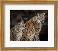 Double Lynx Fine Art Print