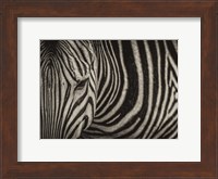 Zebra Sepia Fine Art Print