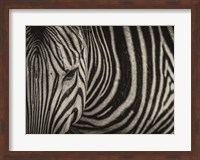 Zebra Sepia Fine Art Print