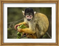 Cute Monkey Fine Art Print