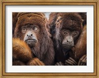 Oranje Monkeys Fine Art Print
