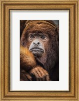 Oranje Monkey Fine Art Print