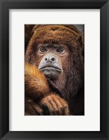 Oranje Monkey Fine Art Print