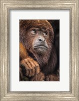 Oranje Monkey II Fine Art Print