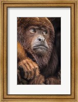 Oranje Monkey II Fine Art Print