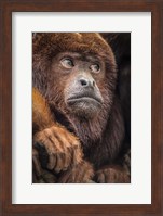 Oranje Monkey II Fine Art Print