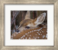 Mule Deer Fawn Fine Art Print