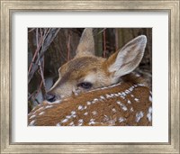 Mule Deer Fawn Fine Art Print