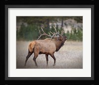 Bull Elk Fine Art Print