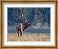 Bull elk Fine Art Print