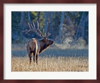 Bull elk Fine Art Print