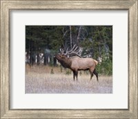 Bull Elk Bugling Fine Art Print