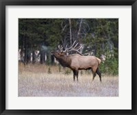 Bull Elk Bugling Fine Art Print