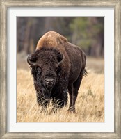 Bull Bison Fine Art Print