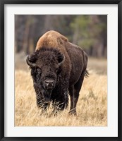 Bull Bison Fine Art Print