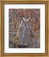 Great Horned Owl Fine Art Print