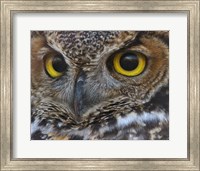 Owl Eyes Fine Art Print