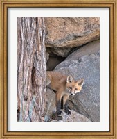 Red Fox Kit Fine Art Print