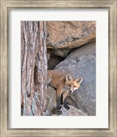 Red Fox Kit Fine Art Print