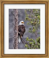 Bald Eagle Fine Art Print