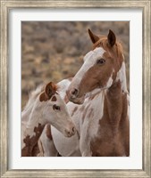 Gypsy & Sentinel - S Steens Wild Mustangs Fine Art Print