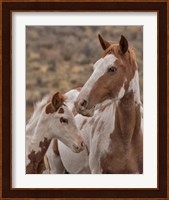 Gypsy & Sentinel - S Steens Wild Mustangs Fine Art Print