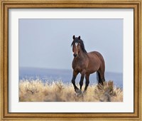 Cherokee - S Steens Wild Stallion Fine Art Print
