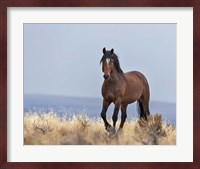 Cherokee - S Steens Wild Stallion Fine Art Print