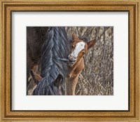 Ochoco Wild Foal - Big Summit HMA Fine Art Print